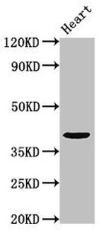 PRR11 Antibody in Western Blot (WB)