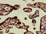 ELMO2 Antibody in Immunohistochemistry (Paraffin) (IHC (P))