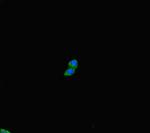 PLD6 Polyclonal Antibody