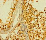 PLD6 Antibody in Immunohistochemistry (Paraffin) (IHC (P))