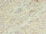 ARF7 Polyclonal Antibody
