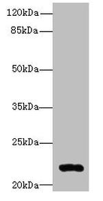 ARF7 Antibody in Western Blot (WB)