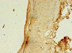 CCDC24 Polyclonal Antibody