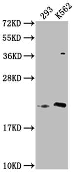 HDDC3 Antibody in Western Blot (WB)