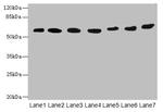 ATL2 Antibody in Western Blot (WB)