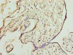 DNAJB8 Polyclonal Antibody