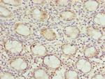 DNAJB8 Antibody in Immunohistochemistry (Paraffin) (IHC (P))