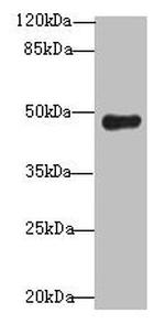 RNF128 Antibody in Western Blot (WB)