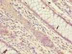 FAM149B1 Antibody in Immunohistochemistry (Paraffin) (IHC (P))