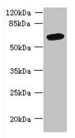 FAM149B1 Antibody in Western Blot (WB)