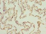 ELMOD1 Antibody in Immunohistochemistry (Paraffin) (IHC (P))