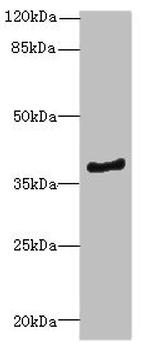ELMOD1 Antibody in Western Blot (WB)
