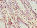 PRSS35 Antibody in Immunohistochemistry (Paraffin) (IHC (P))