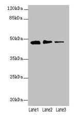 PRSS35 Antibody in Western Blot (WB)