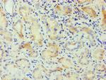 CSNK1A1L Antibody in Immunohistochemistry (Paraffin) (IHC (P))