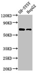 C7orf31 Antibody in Western Blot (WB)