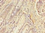ERGIC1 Antibody in Immunohistochemistry (Paraffin) (IHC (P))