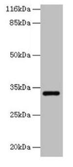 ERGIC1 Antibody in Western Blot (WB)