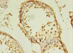 TSGA13 Antibody in Immunohistochemistry (Paraffin) (IHC (P))