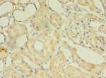 TSGA13 Antibody in Immunohistochemistry (Paraffin) (IHC (P))