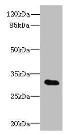 TSGA13 Antibody in Western Blot (WB)