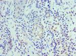 UBE2J2 Polyclonal Antibody