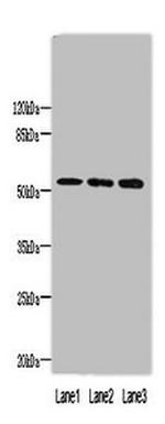 FAM63A Polyclonal Antibody