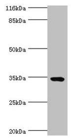 TMCO5A Antibody in Western Blot (WB)