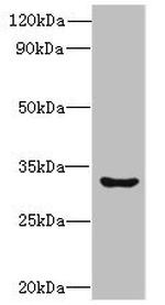 CLEC1A Antibody in Western Blot (WB)