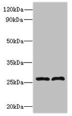 FAM71C Antibody in Western Blot (WB)