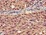 STOML3 Antibody in Immunohistochemistry (Paraffin) (IHC (P))