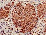 STOML3 Antibody in Immunohistochemistry (Paraffin) (IHC (P))