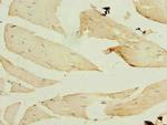 FBXO30 Antibody in Immunohistochemistry (Paraffin) (IHC (P))