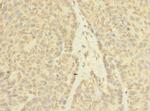 ASZ1 Antibody in Immunohistochemistry (Paraffin) (IHC (P))