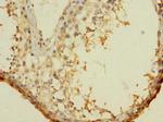 ASZ1 Antibody in Immunohistochemistry (Paraffin) (IHC (P))