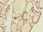 THRSP Polyclonal Antibody