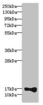 THRSP Antibody in Western Blot (WB)