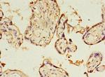 KIAA1191 Polyclonal Antibody