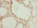 Galectin 12 Polyclonal Antibody