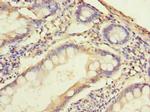 SLC38A2 Antibody in Immunohistochemistry (Paraffin) (IHC (P))