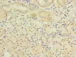 SLC38A2 Antibody in Immunohistochemistry (Paraffin) (IHC (P))
