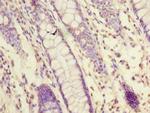 FAM55A Antibody in Immunohistochemistry (Paraffin) (IHC (P))