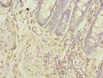 FAM55A Polyclonal Antibody