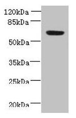 FAM55A Antibody in Western Blot (WB)