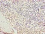 STPG2 Polyclonal Antibody