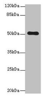 STPG2 Antibody in Western Blot (WB)