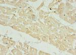 FA156 Antibody in Immunohistochemistry (Paraffin) (IHC (P))