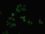 FBXO25 Antibody in Immunocytochemistry (ICC/IF)