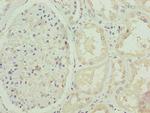 FBXO25 Antibody in Immunohistochemistry (Paraffin) (IHC (P))