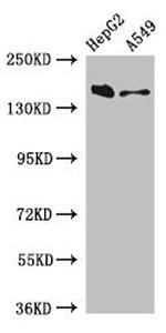 Dot1L Antibody in Western Blot (WB)